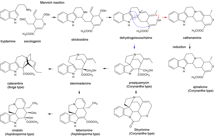 Terpenoid indoles biosynthesis.png