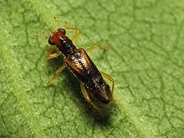 Isohydnocera curtipennis