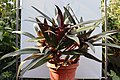 Tradescantia spathacea во Ботаничката градина на ПМФ во Скопје.