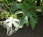 Trichosanthes kirilowii. Otra planta de Trichosanthes, utilizada en medicina tradicional china, su nombre preferido en inglés es "chinese snake gourd"[11]​, que al igual que con la anterior, podría traducirse al español con el extraño "calabaza anguina china" o "calabaza de culebra china" (por la variedad cultivada Trichosanthes cucumerina var. anguina, la "snake gourd"), si bien su fruto tampoco es una calabaza, y en este caso no tiene forma de serpiente. Su fruto es una baya indehiscente de cáscara blanda, como en el resto del género.