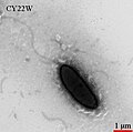 Miniatura para Undibacterium curvum