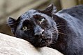 Schwarzer Panther (Panthera pardus)