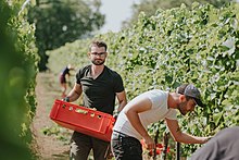 Weinlese am Weincampus