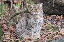Wildkatze (Felis silvestris silvestris) im Tierpark Lange Erlen, 2016-12-03.jpg