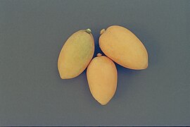 Mature fruit