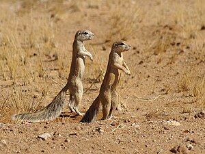 Cape Ground Squirrels close to Solitaire in th...