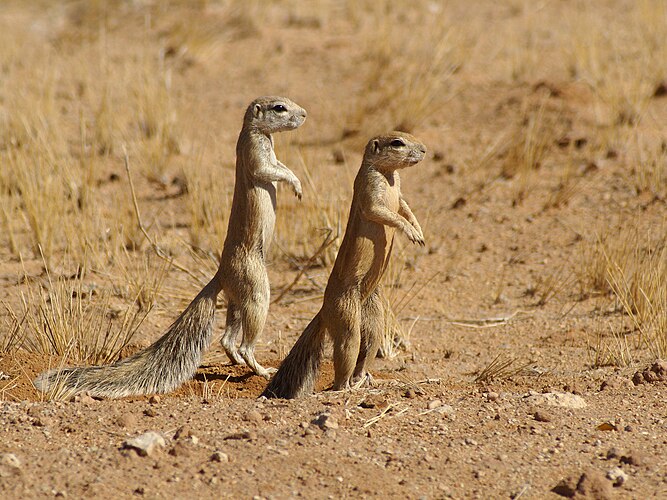 Земляная белка (Xerus inauris) около Солитер, Намибия.