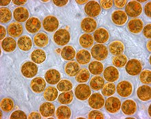 Yellow-brown zooxanthellae, a photosynthetic algae that lives inside hosts like radiolarians and coral Zooxanthellae.jpg