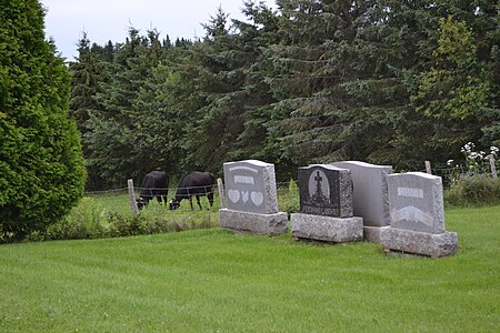 Cimetière de l'église de Saint-Évariste-de-Forsyth. Observez les vaches qui broutent à proximité des tombes.