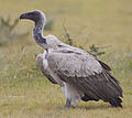 white-backed vulture