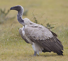 2012-white-backed-vulture.jpg