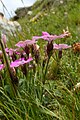 4 Dianthus neglectus?