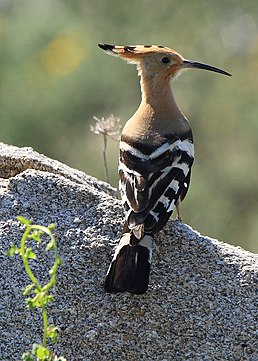 Одуд (Upupa epops)