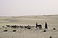 Two goatherds and some twenty goats in the desert near Timbuktu