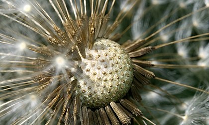 Macrofotografia de um receptáculo com cipselas de Taraxacum sect. Ruderalia conhecido como dente-de-leão. (definição 2 000 × 1 200)