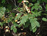 Coralwood Tree (in Bengali it is called Rakta kambal, in Marathi Thorligunj or Ratangunj, in Telugu Bandi guruvendi and in Tamil Anikundumani அணிகுண்டுமணி ) -- Adenanthera pavonina