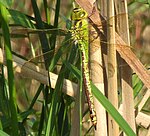 Aeshna viridis – Weibchen