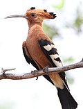 Thumbnail for African hoopoe