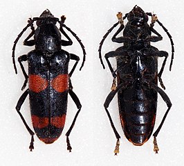 Agallissus melaniodes