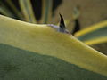 Close-up of leaf margin, showing prickle