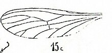 Aile de Dixa hyalipennis N. THEOBALD 1937 Stampien d'Aix-en-Provence.