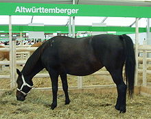 2018 Altwürttemberger Pferd
