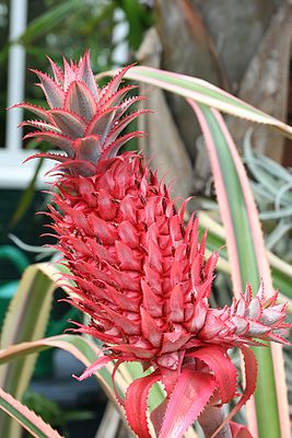 Ananas 'Tricolor'