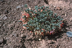 Description de l'image Astragalus beatleyae.jpg.