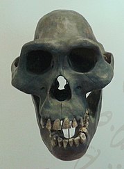 Imagem de fundo branco. Em destaque uma recontrução em 3D do crânio de um ancestral comum do ser humano com o chipanzé, o crânio é longo, triangular, com órbitas oculares proeminentes e fossas nasais grandes