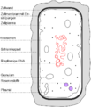 Schema einer Bakterienzelle