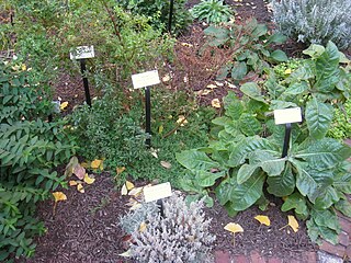 Medicinal Plantation