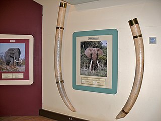 Bewaarde ivoortande van die olifantbul "Shingwedzi" (1934–1981) in die museum te Letabakamp
