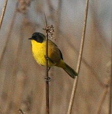 Black-polled Yellowthroat - cropped.jpg