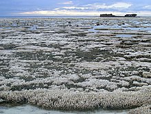 A major coral bleaching event took place on this part of the Great Barrier Reef in Australia. Bleached coral (24577819729).jpg