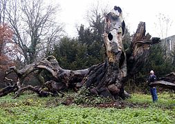 Die Süntelbuche, einst ältester Baum Bochums