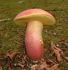 Description de l'image Boletus pallidoroseus 245628.jpg.