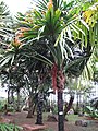 Palmier Borassodendron machadonis, Birmanie, Thaïlande et Malaisie péninsulaire