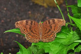 Junonia hedonia mit rötlichen Augenflecken