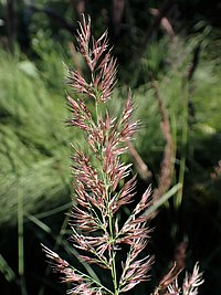 Calamagrostis pseudophragmites