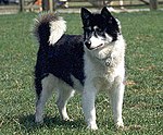 Canadian Eskimo Dog