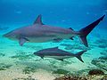 Dusky shark (Carcharhinus obscurus)