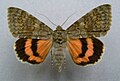 Catocala elocata French red underwing