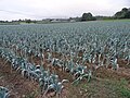Plantación de cebolas en Santiso