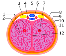 Cross section showing the two corpora cavernosa of the clitoris Clitoral body, internal anatomy.png