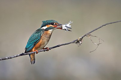 Common Kingfisher-Alcedo atthis.jpg