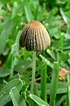 Hjul-blækhat (Coprinus plicatilis). Sjældent set.