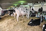 photo couleur de vaches pie noir dans un concours. Les vaches sont filiformes à mamelles développées.