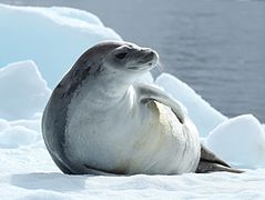 Au temps des chasseurs de phoques dans PHOQUE et OTARIE 239px-Crabeater_Seal_in_Pl%C3%A9neau_Bay%2C_Antarctica_%286058619759%29