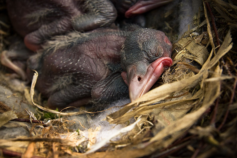 Crow Babies