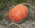 An edible squash